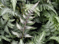 Hardy Fern Athyrium niponicum Pewter Lace